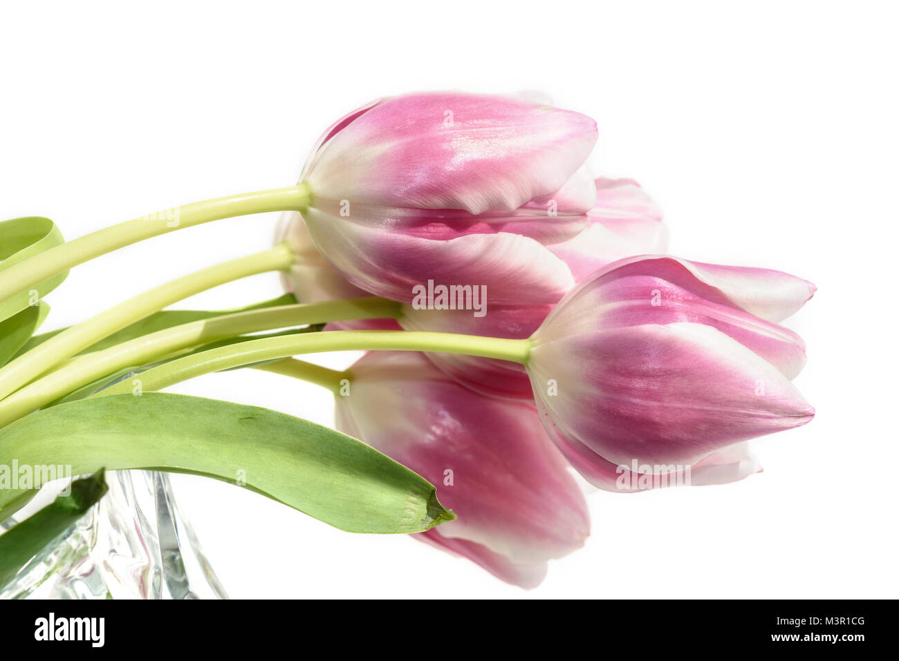 Magnifique bouquet délicat de tulipes roses avec une bordure blanche sur fond blanc Banque D'Images