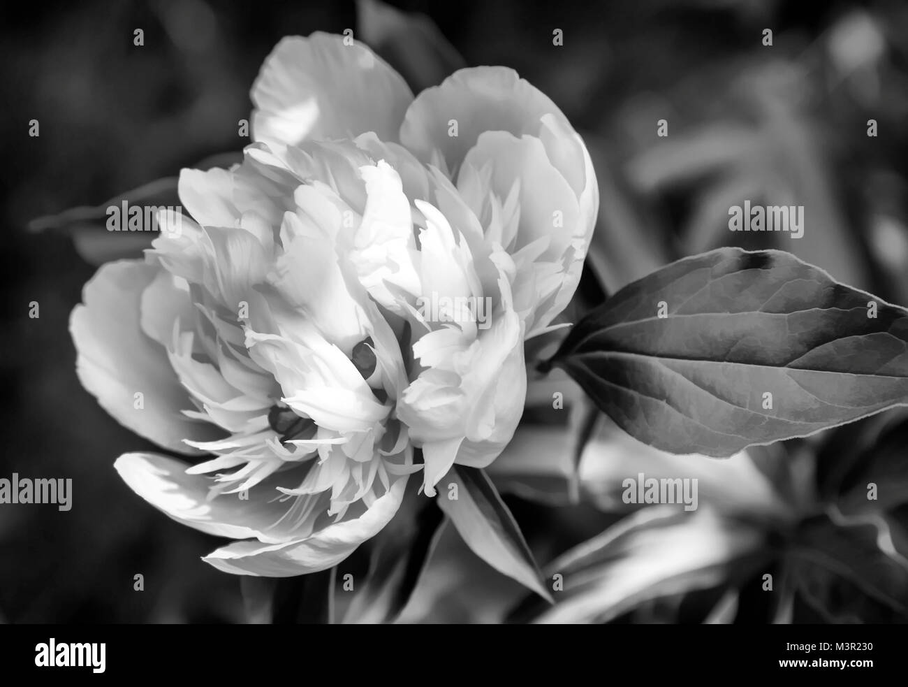 La belle grande pivoine blanche foisonnent dans un jardin parmi les feuilles vertes, est photographié par un close up. Image en noir et blanc. Banque D'Images