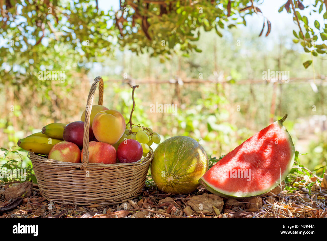 Libre d'un panier en osier rustique plein de fruits fraîchement prélevé  dans un verger bio, à côté d'un melon et une pastèque Photo Stock - Alamy