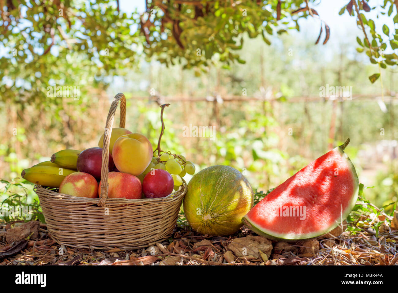 Libre d'un panier en osier rustique plein de fruits fraîchement prélevé dans un verger bio, à côté d'un melon et une pastèque Banque D'Images
