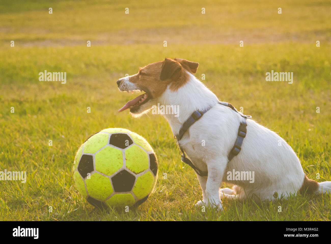 Chien fatigué avec une balle se trouve à la hauteur tonale après match de football Banque D'Images