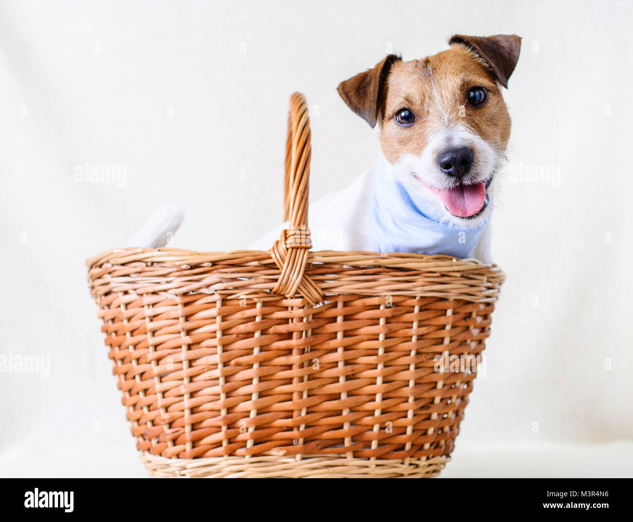 Adopter un chien : chien adorable dans panier Banque D'Images