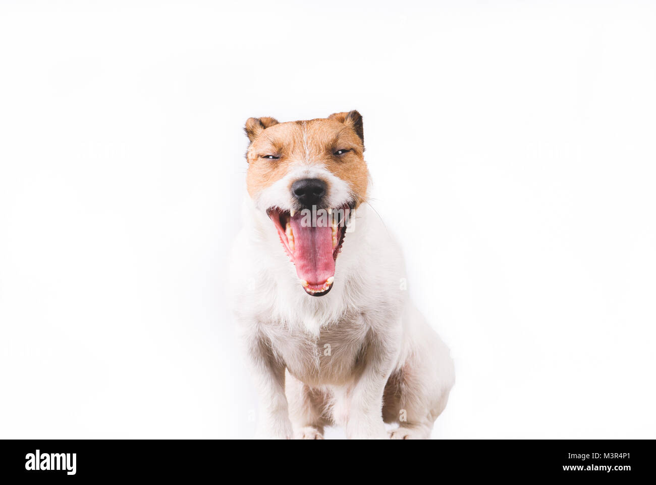 Portrait of happy funny Jack Russell Terrier dog le bâillement Banque D'Images