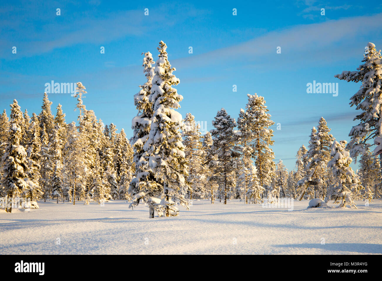 Forêt de la neige dans les arbres ladden matin soleil sur fond de ciel bleu, Kiruna, Suède Banque D'Images