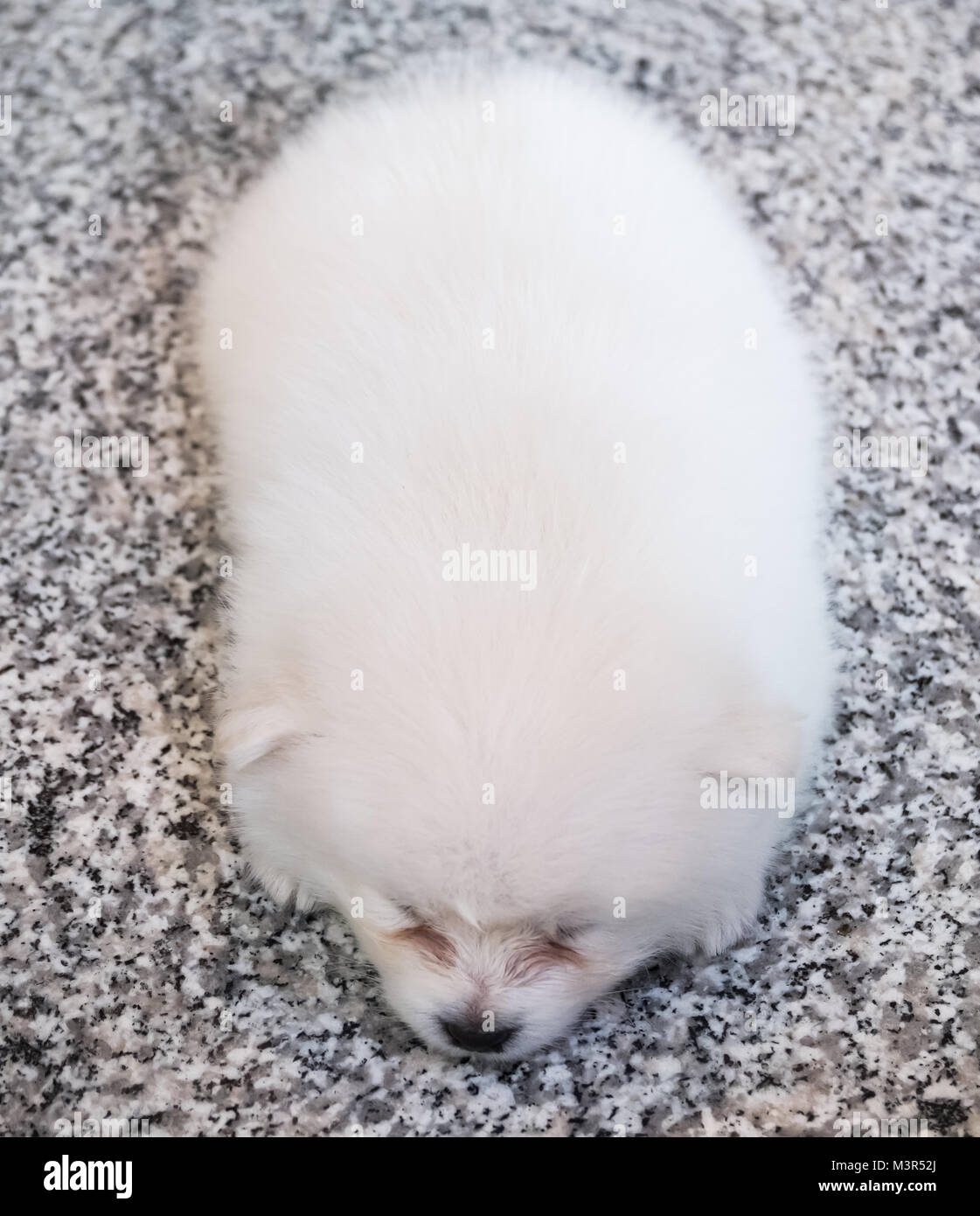 Cute Puppy Pomeranian blanc sur fond de granit Banque D'Images