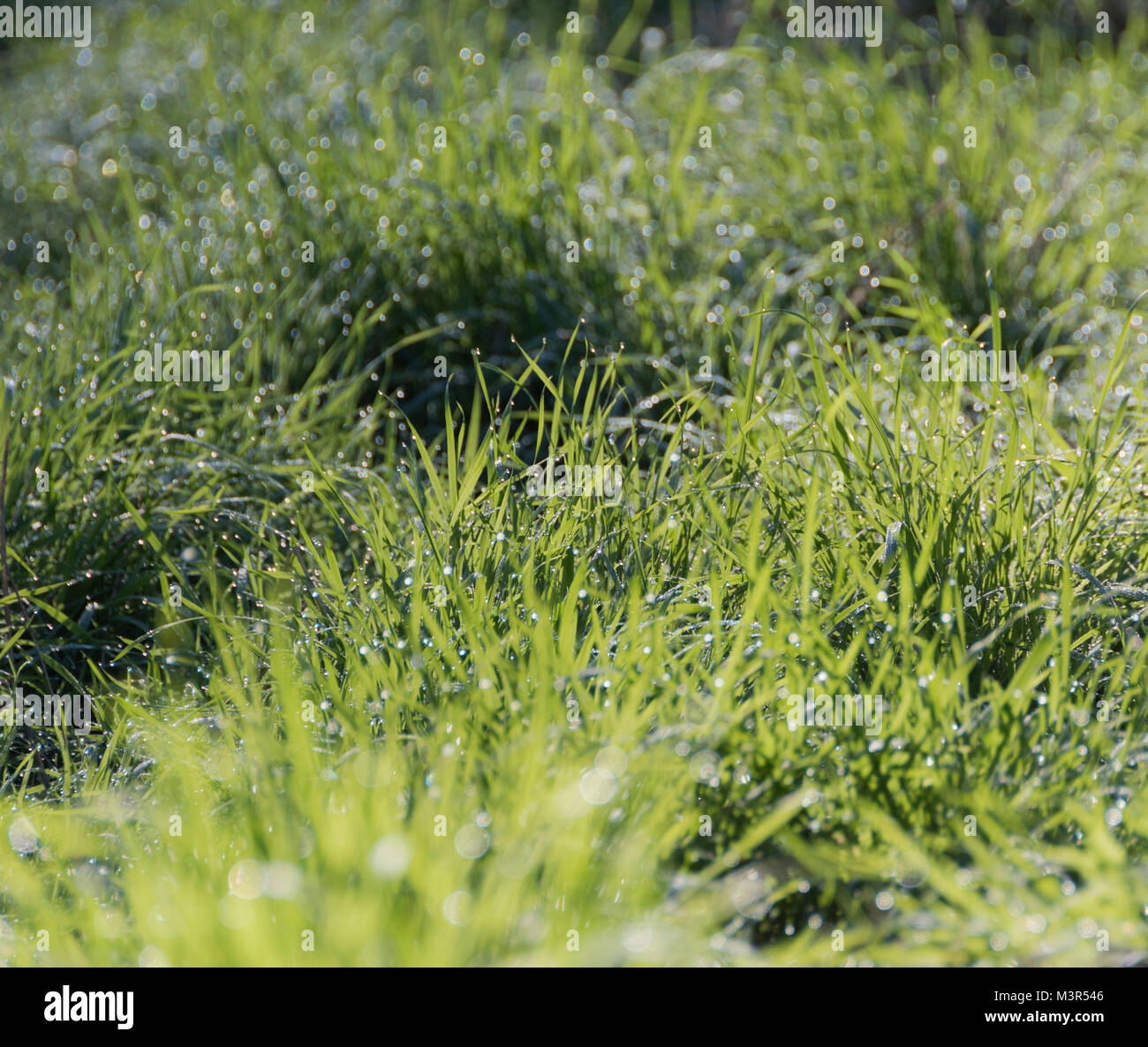 Herbe mouillée Banque D'Images