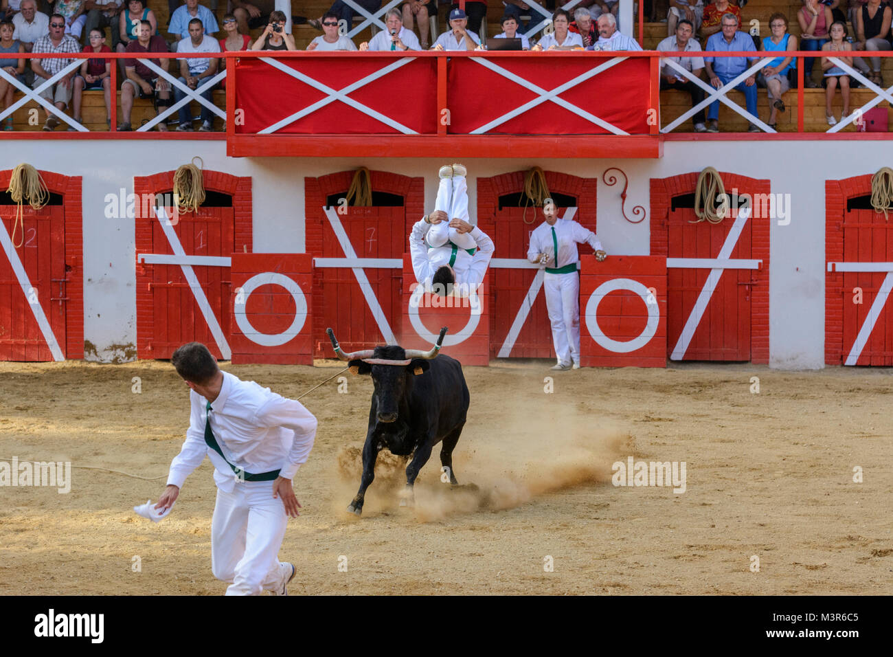 Course Landaise - une forme humaine de la corrida impliquant l'esquive, saut et agile sur somersaulting horned vaches sauvages, Gondrin, Gers, France Banque D'Images