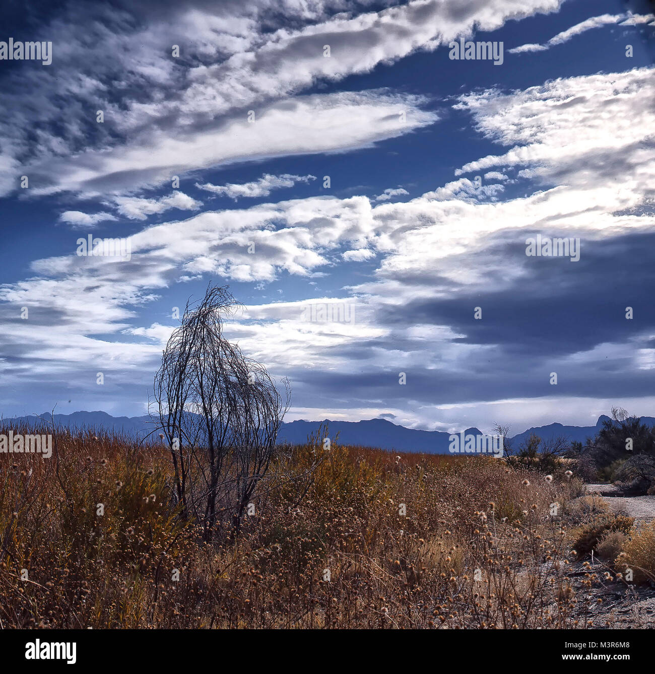 Amargosa Valley paysage aride, Nevada, United States of America Banque D'Images