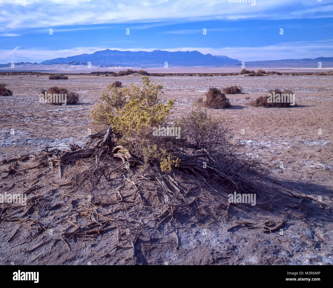 Amargosa Valley paysage aride, Nevada, United States of America Banque D'Images