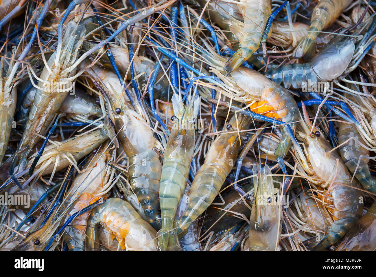 Crevettes rivière fraîche avec beaucoup d'oeufs dans les fruits de mer en Thaïlande Banque D'Images