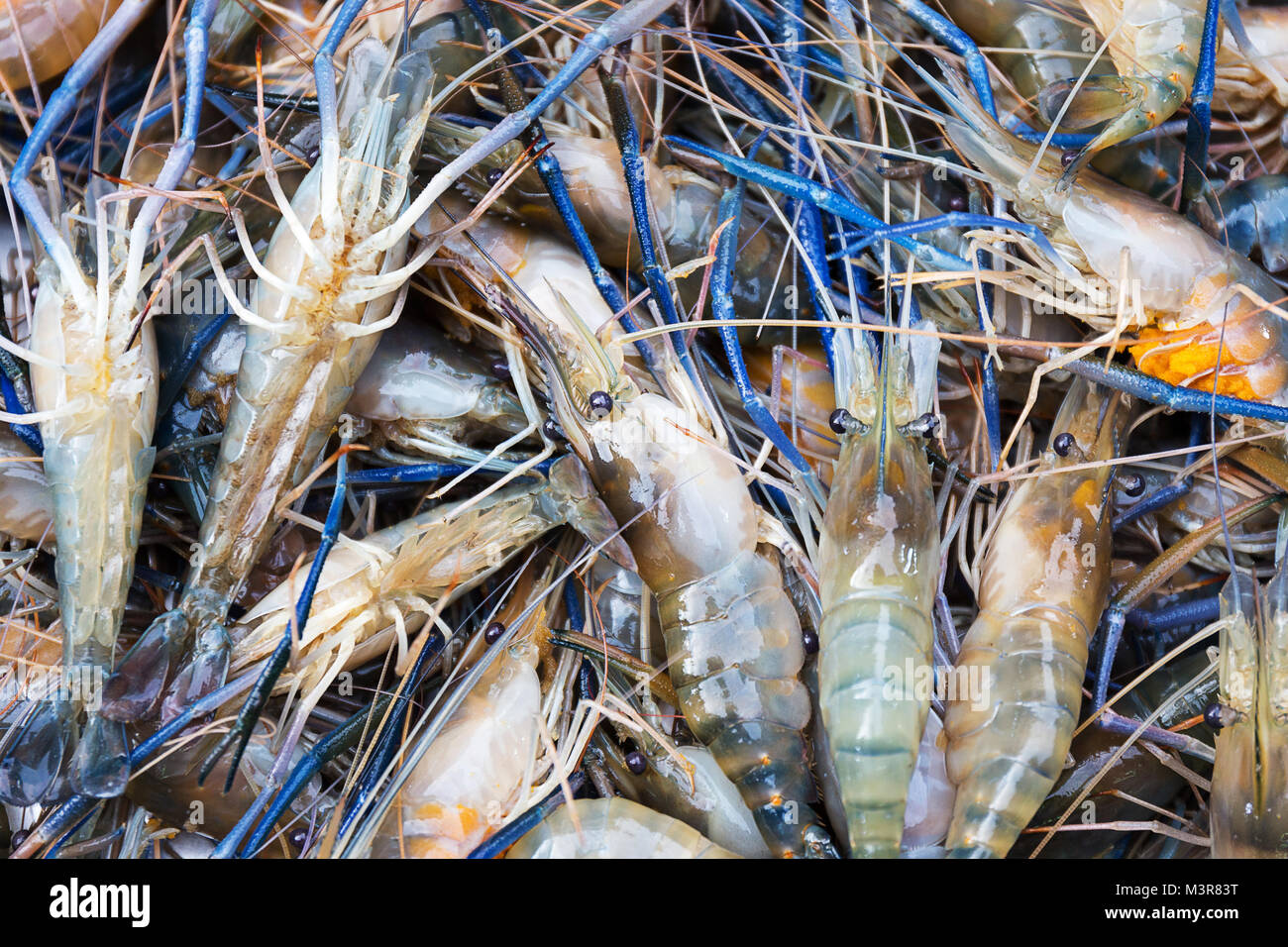 Crevettes rivière fraîche avec beaucoup d'oeufs dans les fruits de mer en Thaïlande Banque D'Images