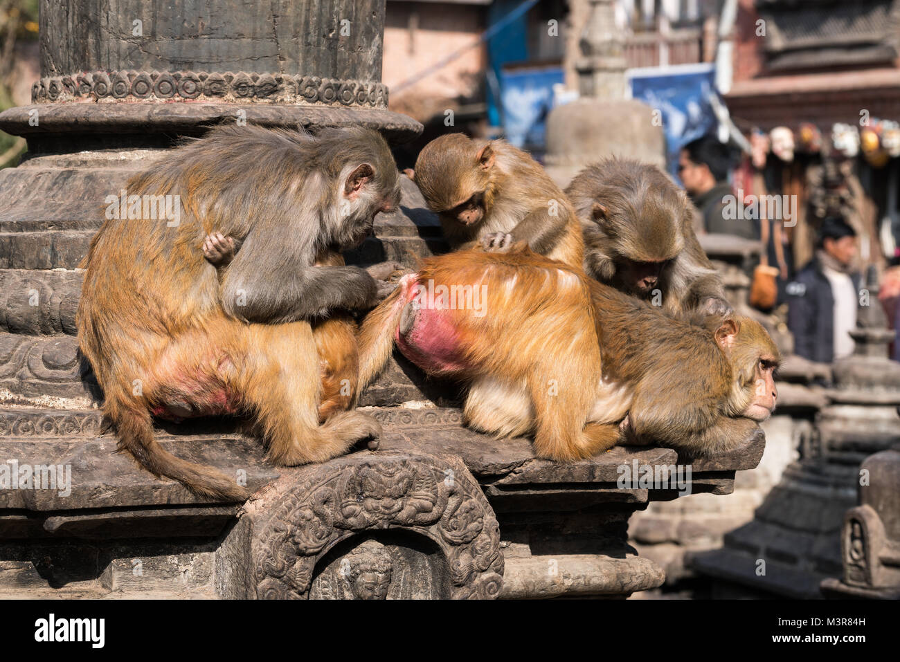 Le toilettage des singes à Swayambhunath Stupa (Monkey Temple) à Katmandou au Népal Banque D'Images