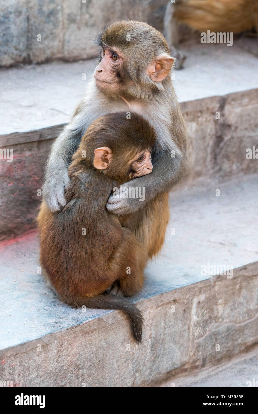 Les singes de Swayambhunath Stupa (Monkey Temple) à Katmandou au Népal Banque D'Images