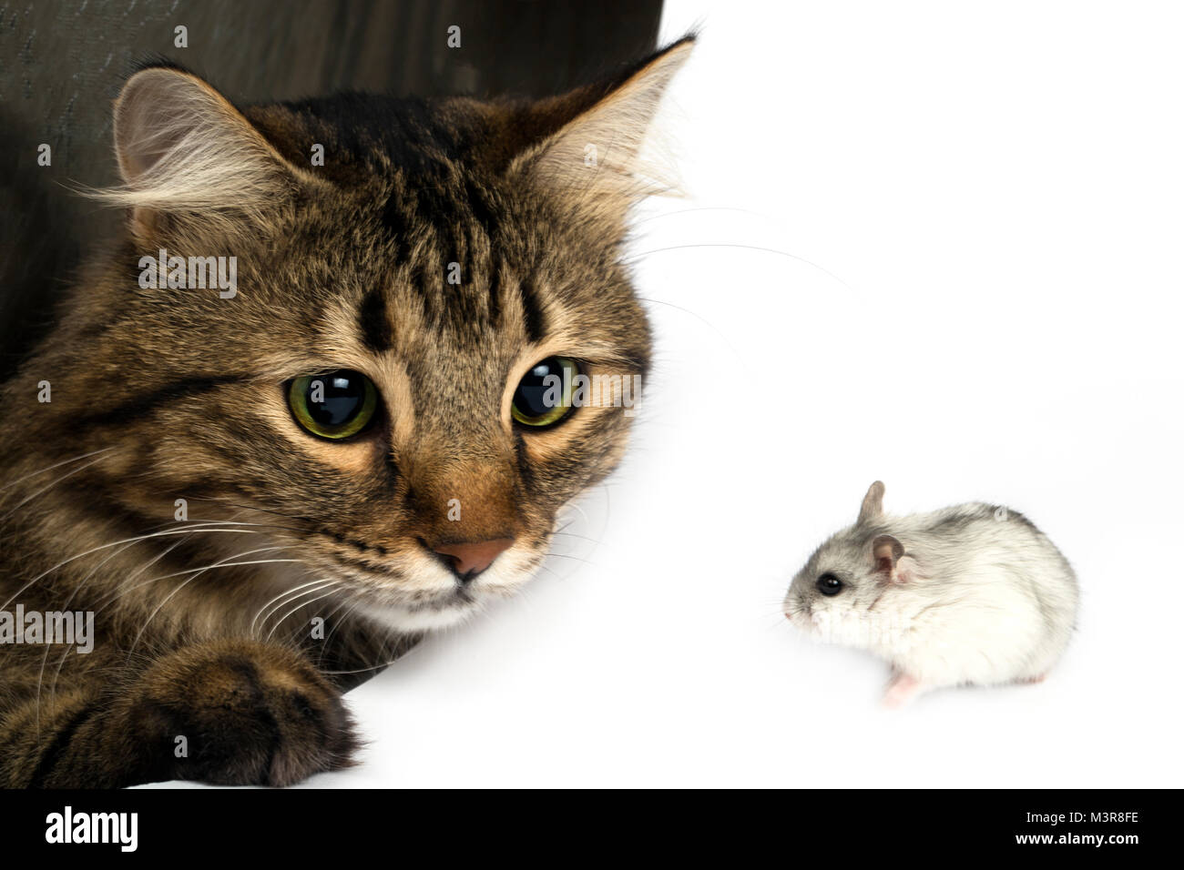 Un chat avec de grands yeux examine de près d'un petit hamster Banque D'Images