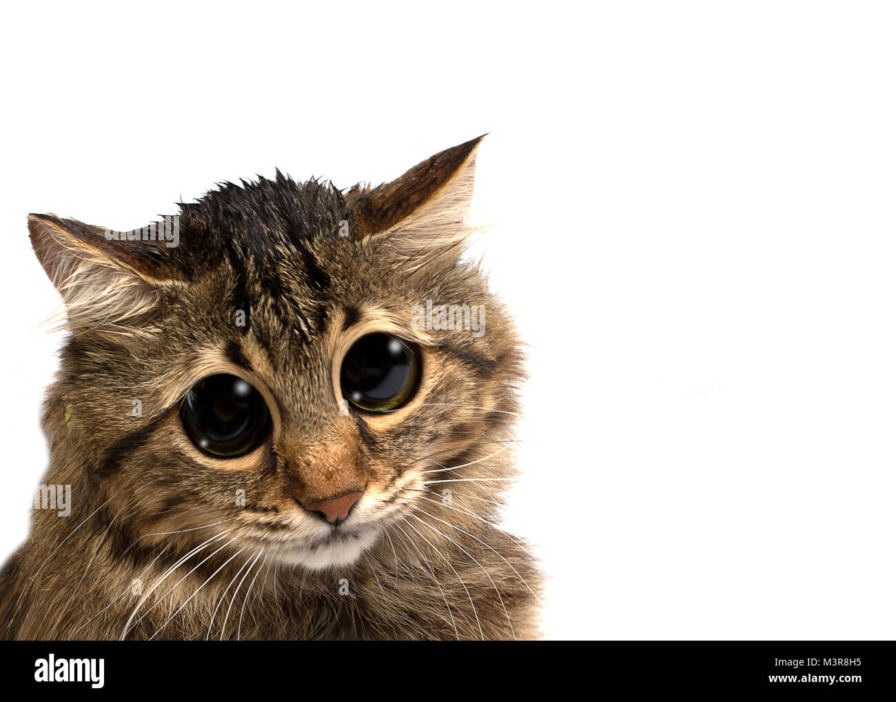 Triste Chat Avec De Grands Yeux Isole Sur Fond Blanc Photo Stock Alamy