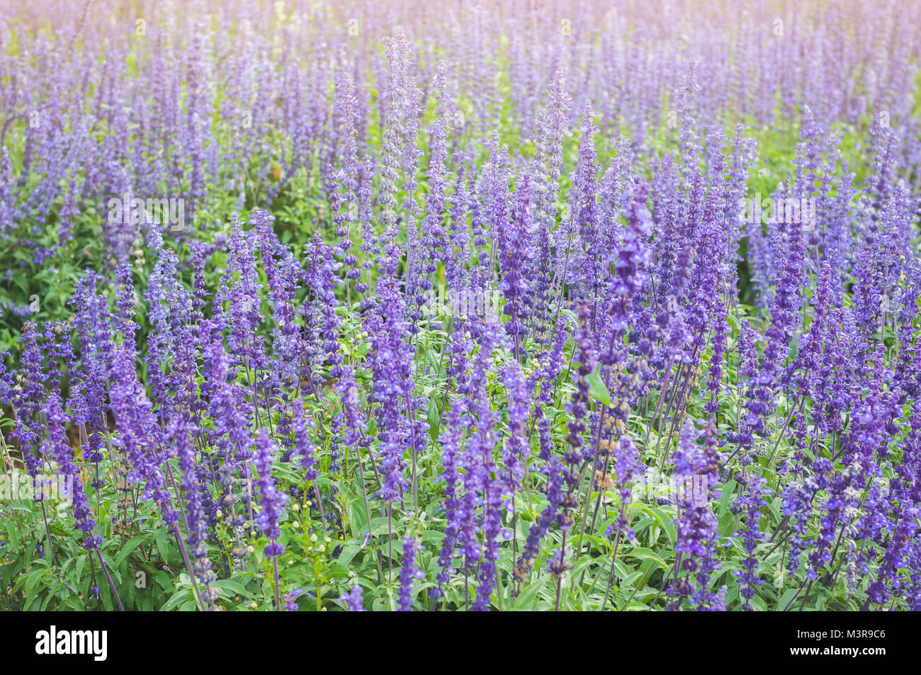 La Lavande en fleurs fond violet. Lavandula angustifolia Lavandula officinalis Banque D'Images