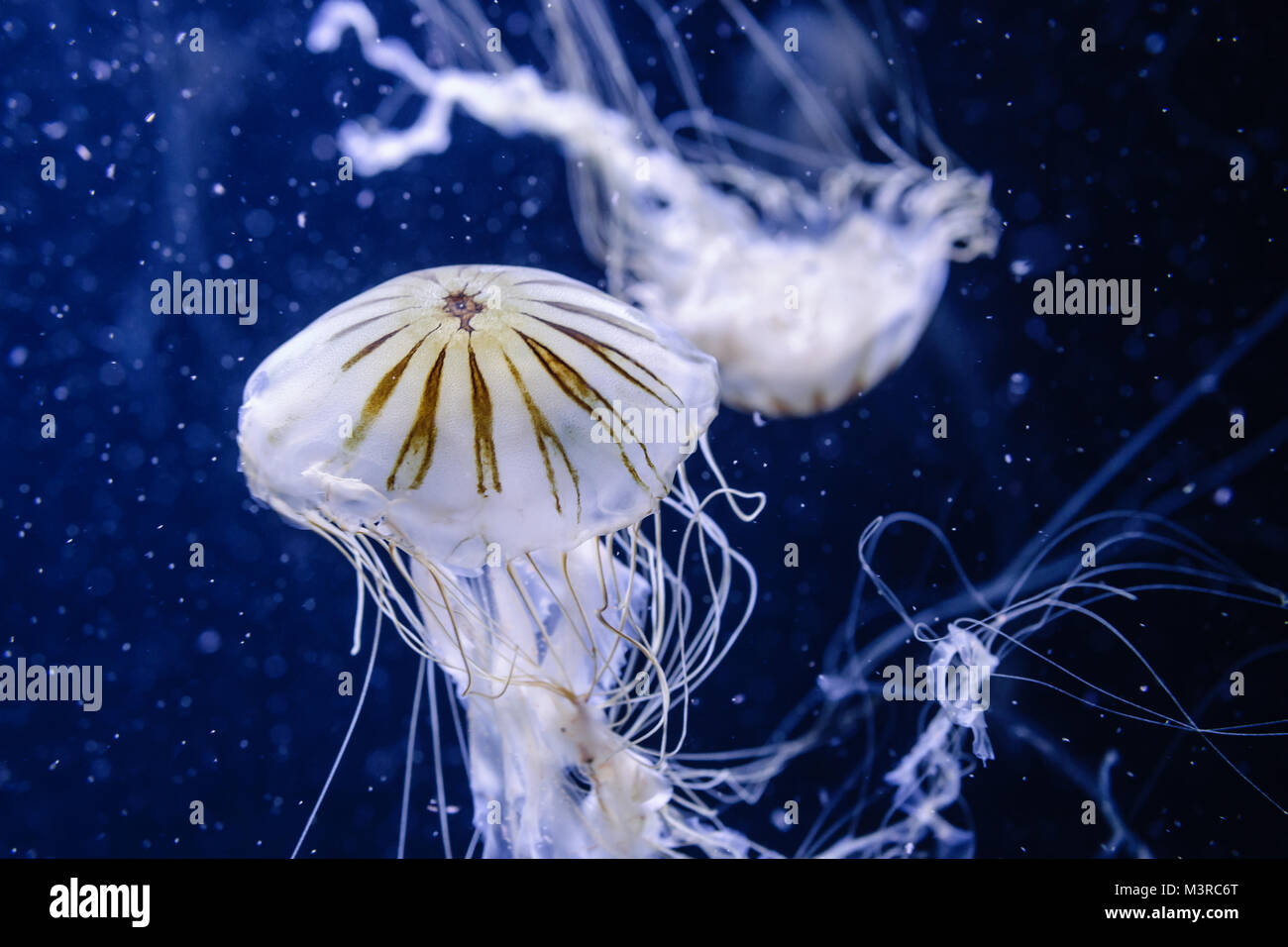 Kompassquallen, Chrysaora Hysoscella, Medusa de Compas Aquarium-Foto Banque D'Images
