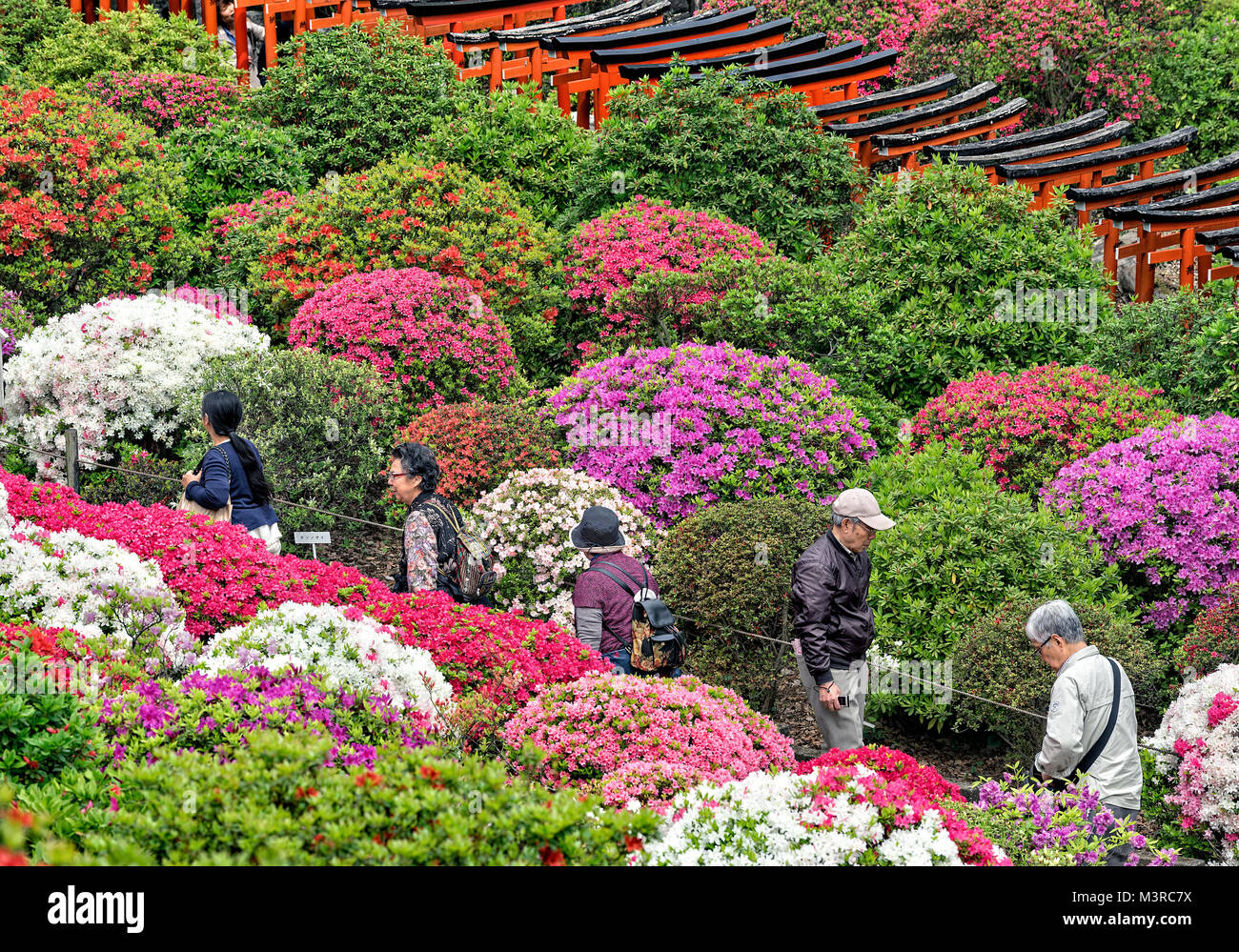 L'île de Honshu, Japon, Tokyo, Kanto, Festival des azalées à Nezu jinja. Banque D'Images