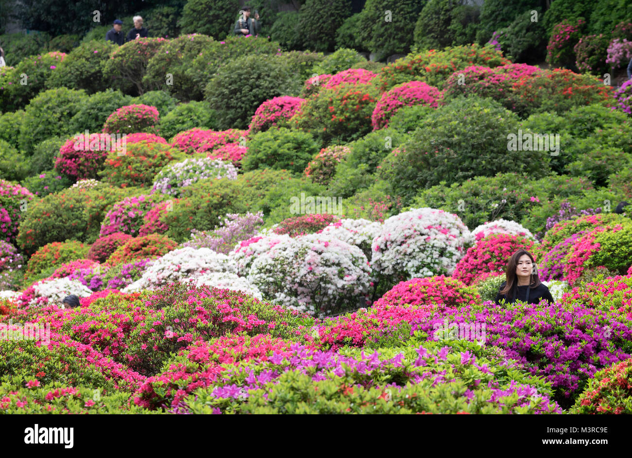 L'île de Honshu, Japon, Tokyo, Kanto, Festival des azalées à Nezu jinja. Banque D'Images