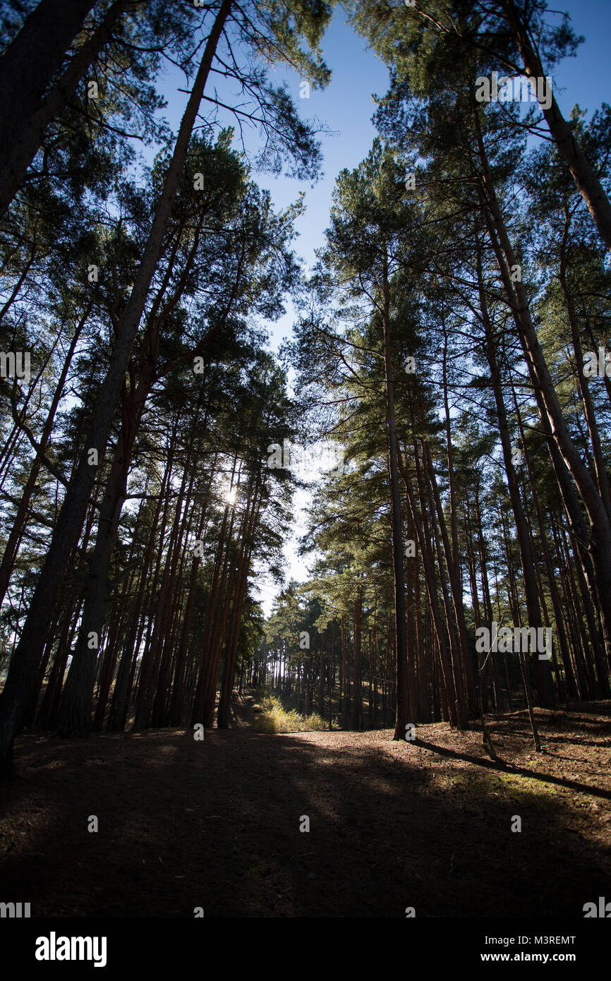 De grands arbres à Frensham Pond. Surrey, UK Banque D'Images