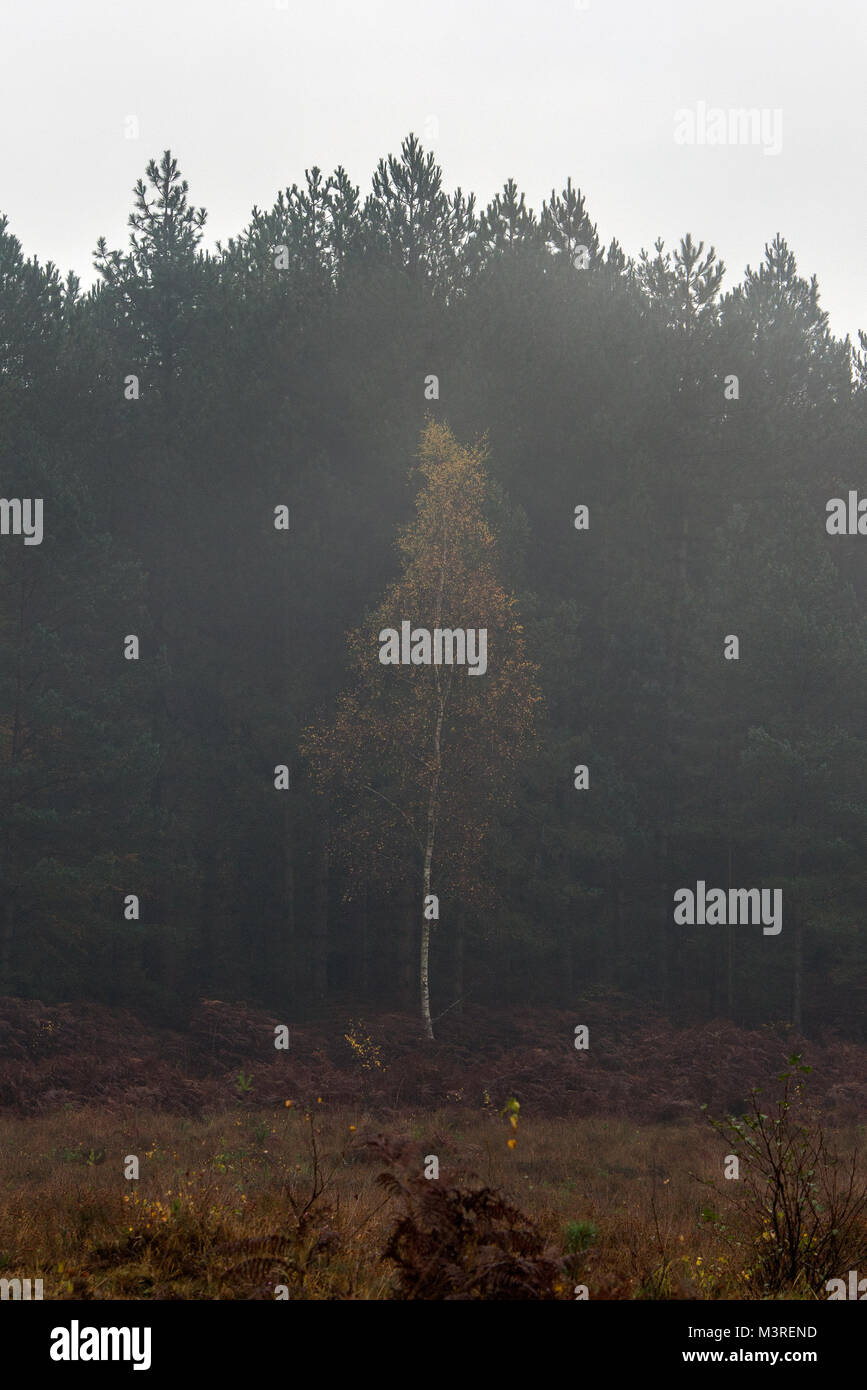 De nouveaux arbres forestiers, Hampshire, Royaume-Uni Banque D'Images