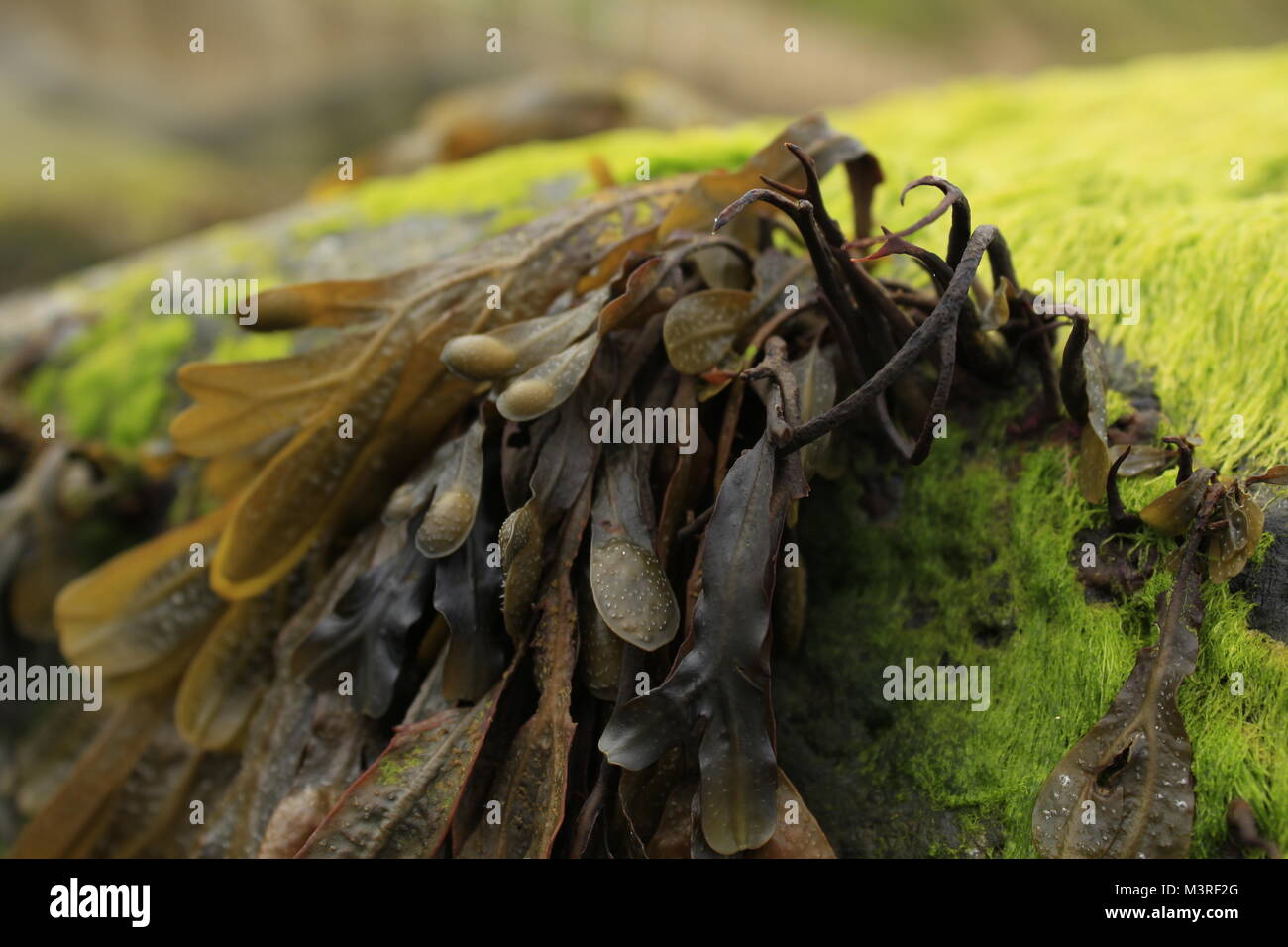 Algues fucus vésiculeux à marée basse sur les rochers de la côte Norkolk est de l'Angleterre, la mer du Nord, près d'bladderrack seaweed Banque D'Images