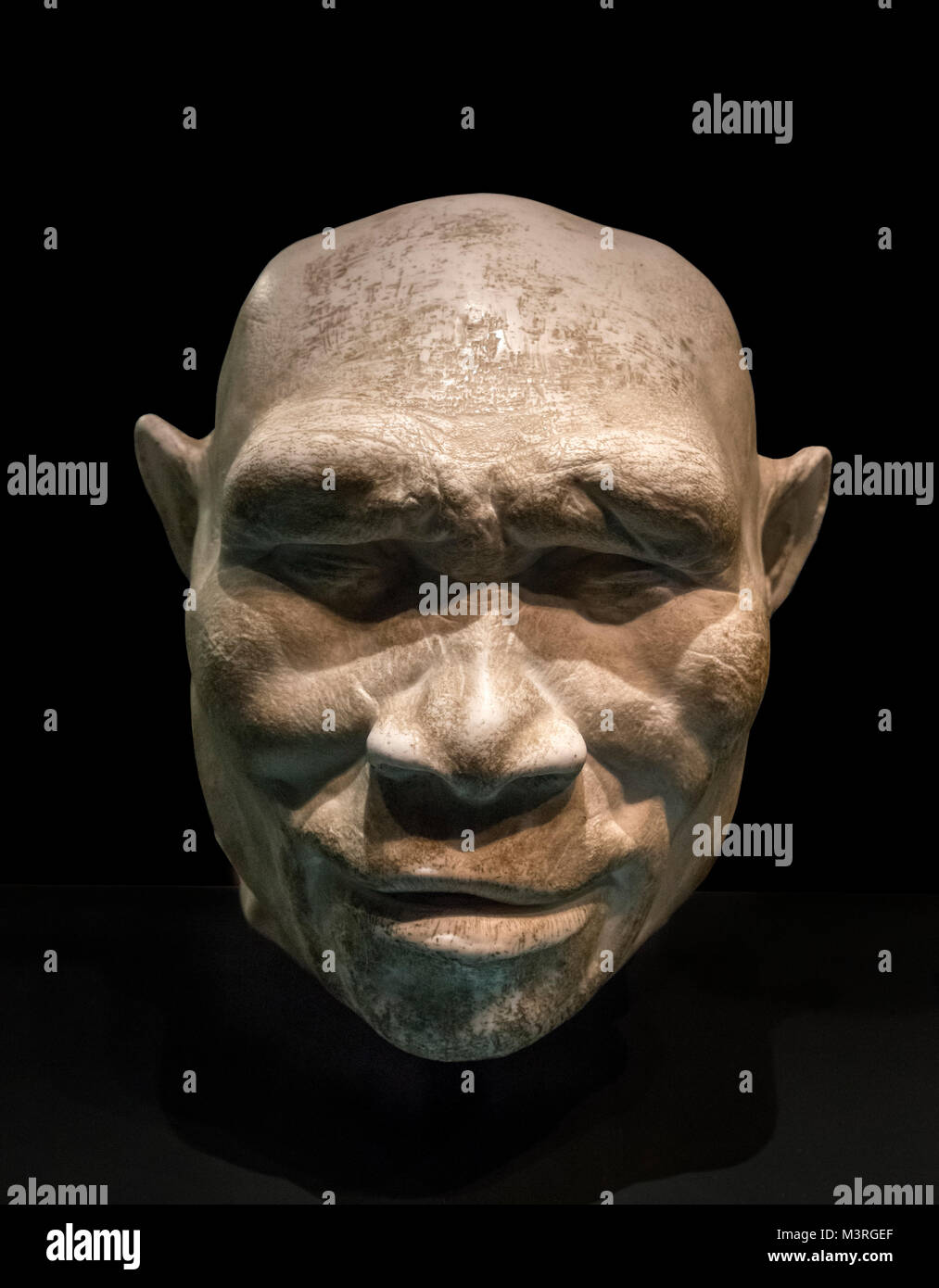 L'Homo Erectus. La reconstruction du modèle de la tête de l'Homo Erectus, Natural History Museum, London, England, UK Banque D'Images