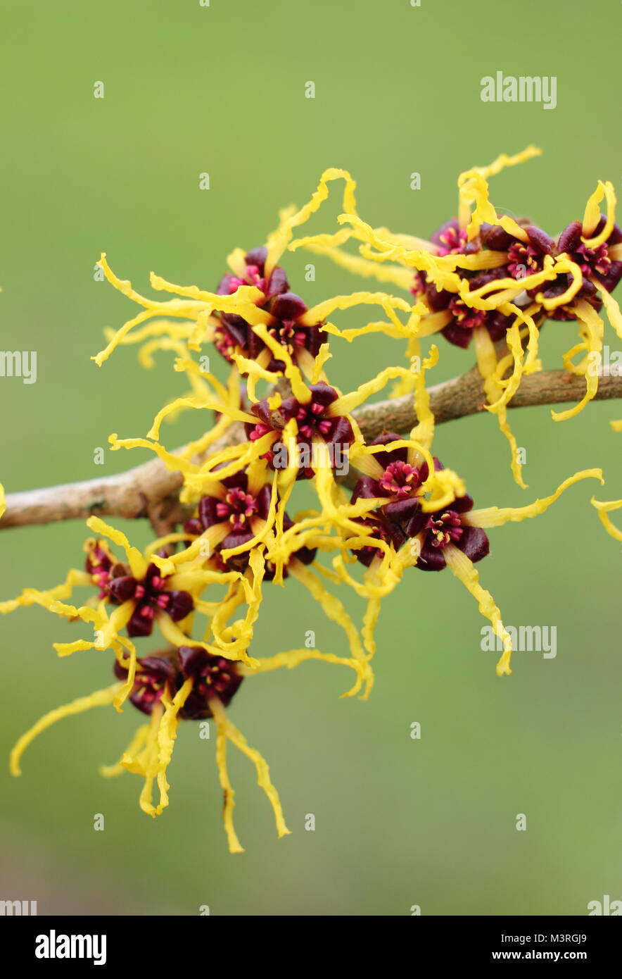 Hamamelis japonica 'Arborea', ou japonais, l'hamamélis, un arbuste à fleurs hiver parfumé, affichage en février fleurs arachnéennes sunshine, UK Banque D'Images