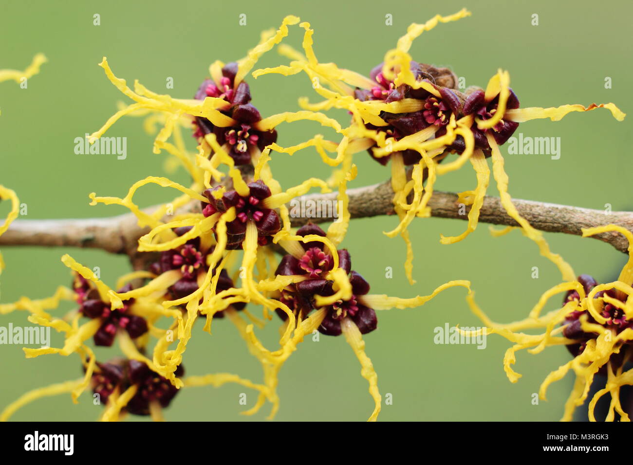 Hamamelis japonica 'Arborea', ou japonais, l'hamamélis, un arbuste à fleurs hiver parfumé, affichage en février fleurs arachnéennes sunshine, UK Banque D'Images