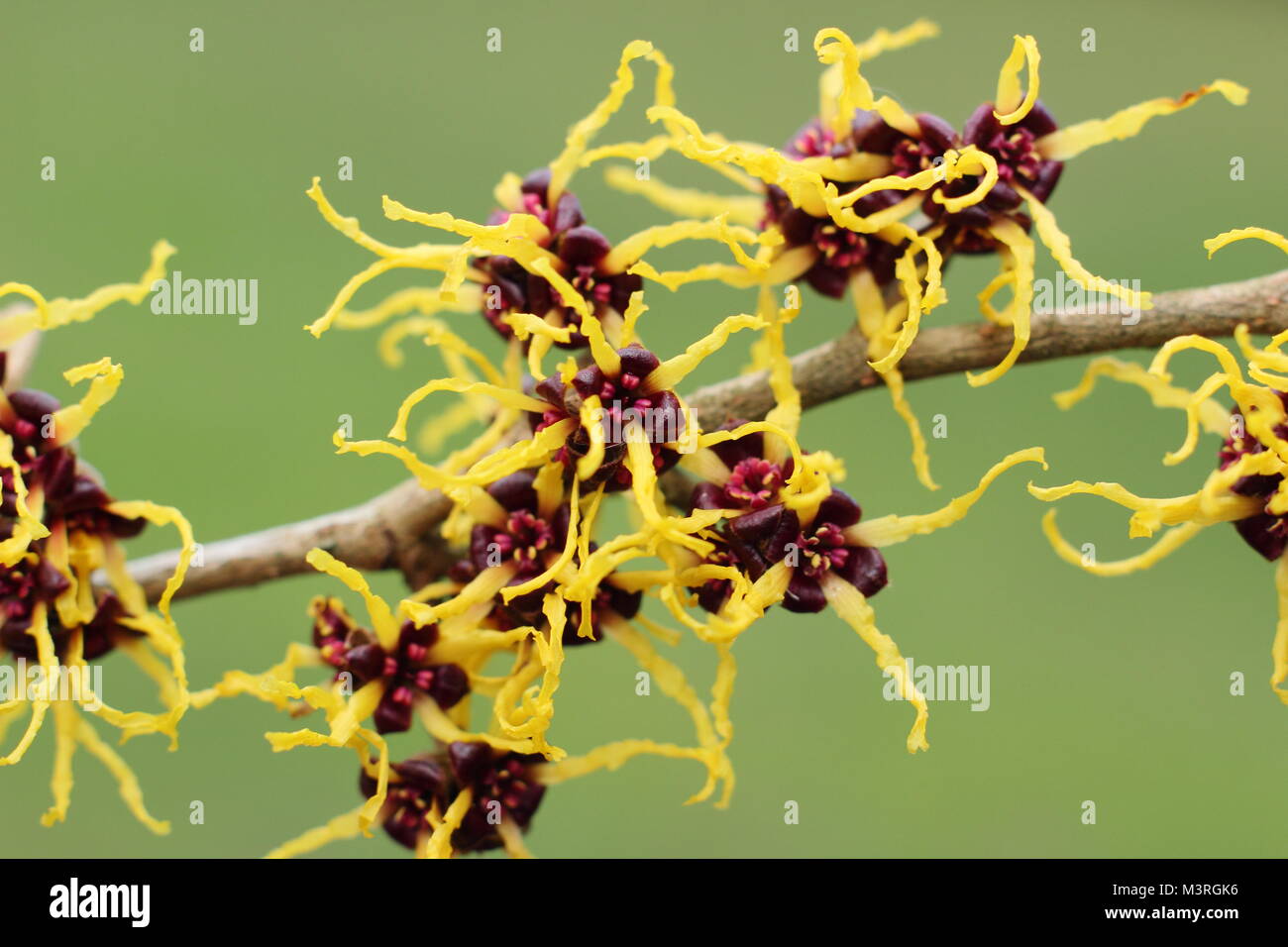 Hamamelis japonica 'Arborea', ou japonais, l'hamamélis, un arbuste à fleurs hiver parfumé, affichage en février fleurs arachnéennes sunshine, UK Banque D'Images