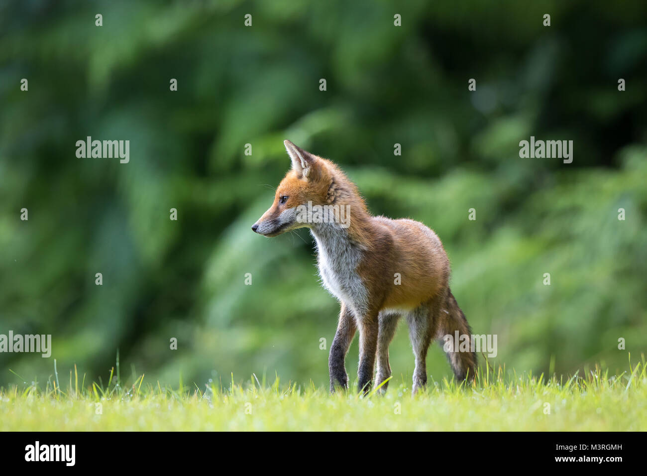 Détaillé, close-up vue avant du jeune UK red fox (Vulpes vulpes) isolés sur l'herbe avec l'arrière-plan des bois ; à l'avant du corps, tête tournée. Banque D'Images