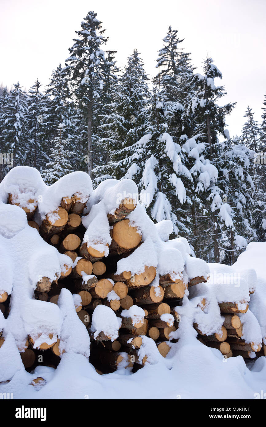Un tas de journaux fraîchement récoltées sous la neige poudreuse en hiver. Des troncs d'arbres coupés et empilés dans une forêt de conifères en Autriche. Banque D'Images