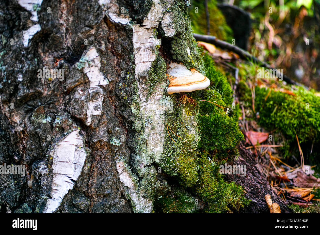 Close-up de tronc de bouleau avec de la mousse et des champignons Banque D'Images