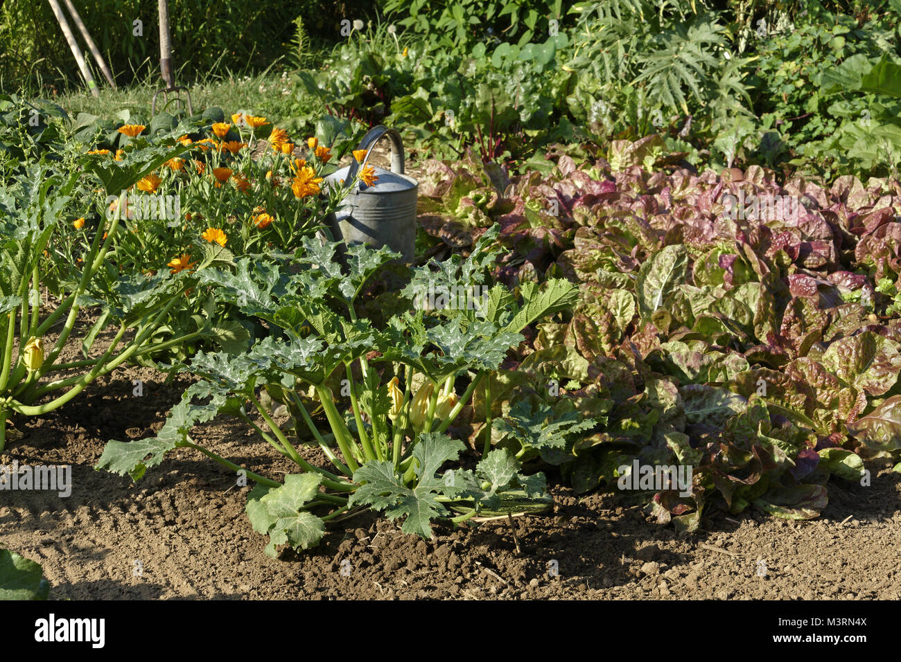 Plantes courgette, laitue et marigold, grandissant dans le potager (Suzanne's potager, Le Pas, Mayenne, Pays de la Loire, France). Banque D'Images