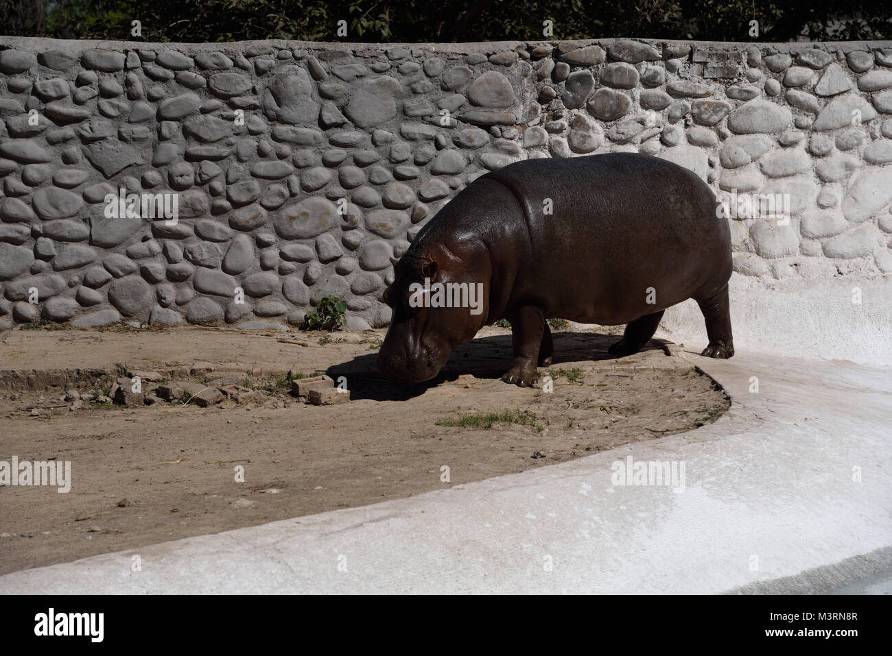 Hippopotamus à Mahendra Choudhary Zoo, Patiala, Punjab, en Inde, en Asie Banque D'Images