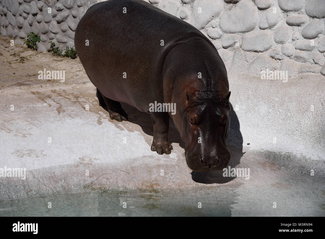 Hippopotamus à Mahendra Choudhary Zoo, Patiala, Punjab, en Inde, en Asie Banque D'Images