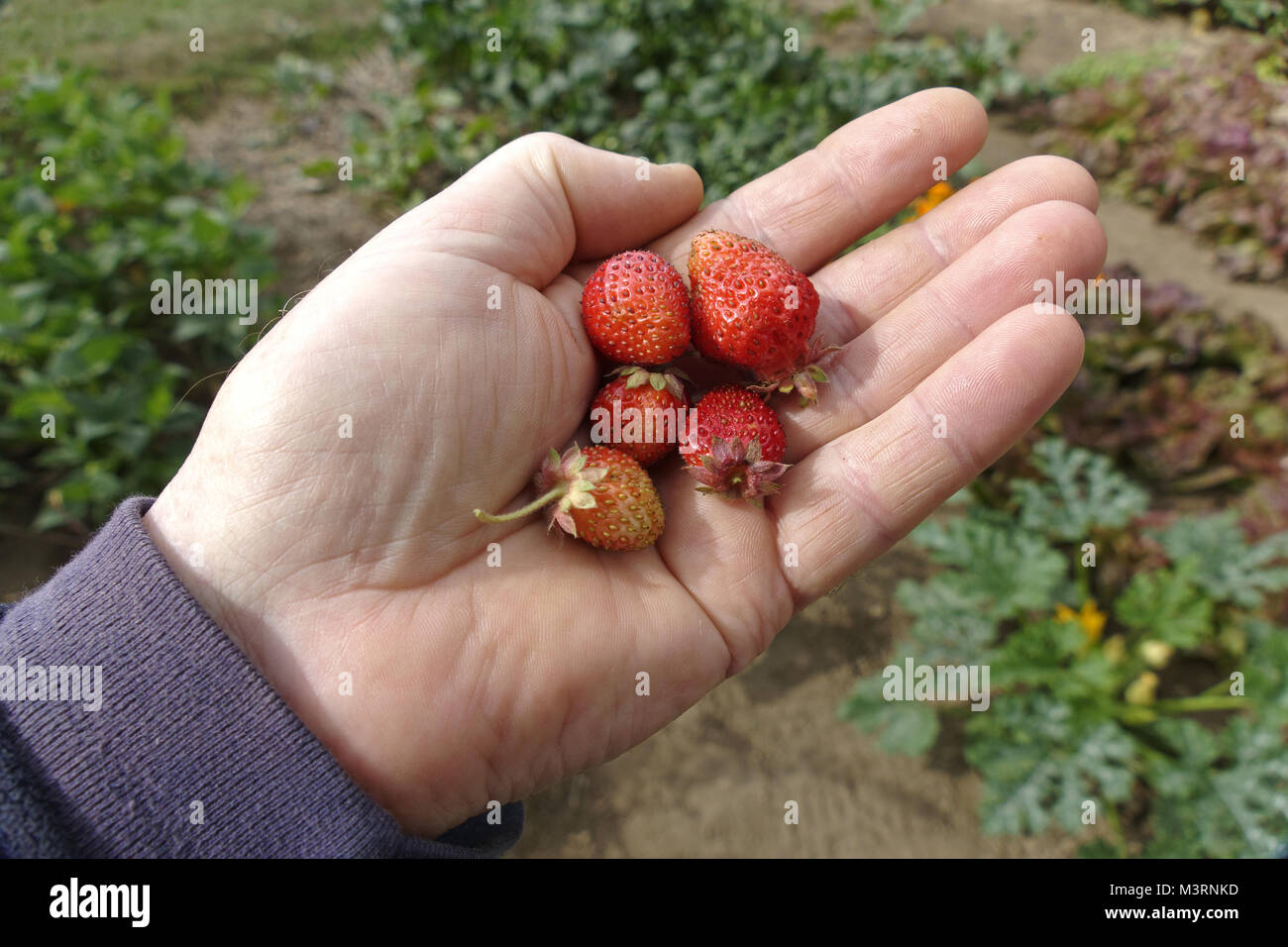 Jardin des fraises dans la main du jardinier (Suzanne's potager, Le Pas, Mayenne, Pays de la Loire, France). Banque D'Images