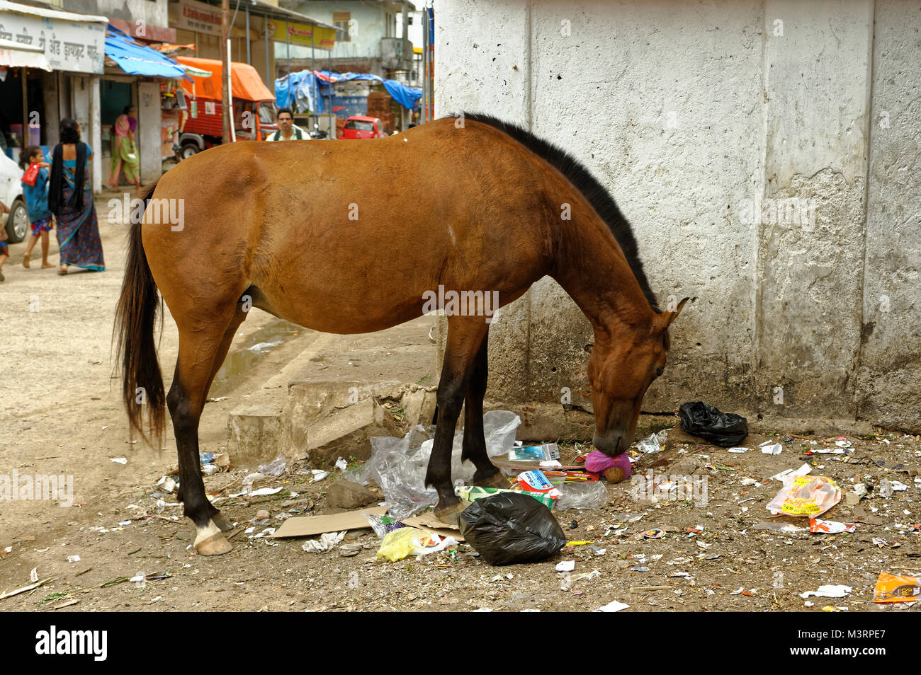 L'ingestion d'aliments à partir de déchets, d'alibag, raigad, Maharashtra, Inde, Asie Banque D'Images