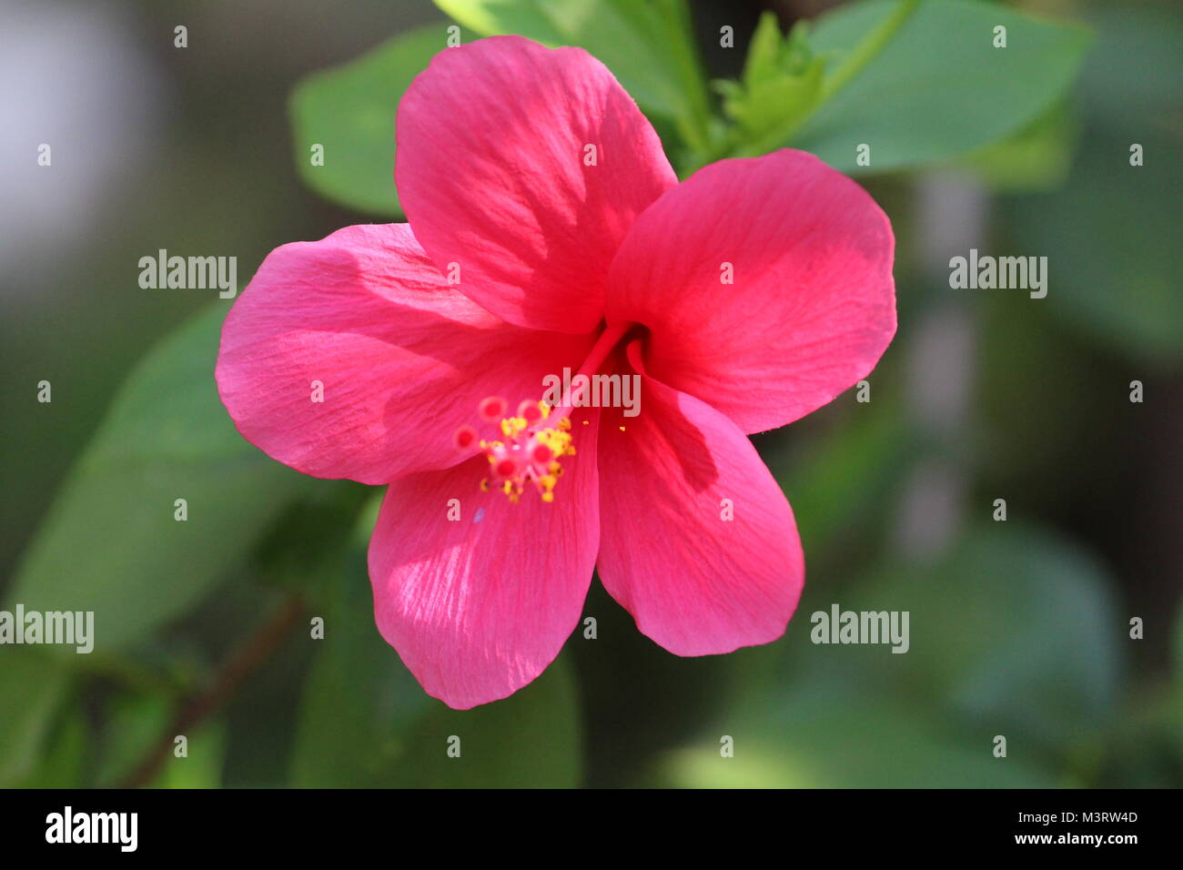 Fleur d'hibiscus fleur rose C'est super cool que fond vert feuilles chaud rose fleur flore bonne combinaison de grains de pollen crampons Banque D'Images