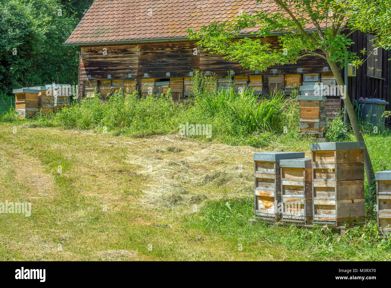 Beeyard avec beaucoup de ruchers à l'heure d'été Banque D'Images