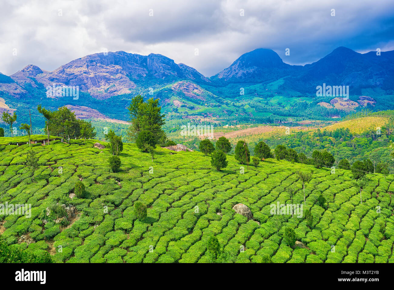 De beaux paysages de l'Inde, avec des collines et montagnes, plantations de thé vert et bleu ciel, Kerala, Munnar, India Banque D'Images