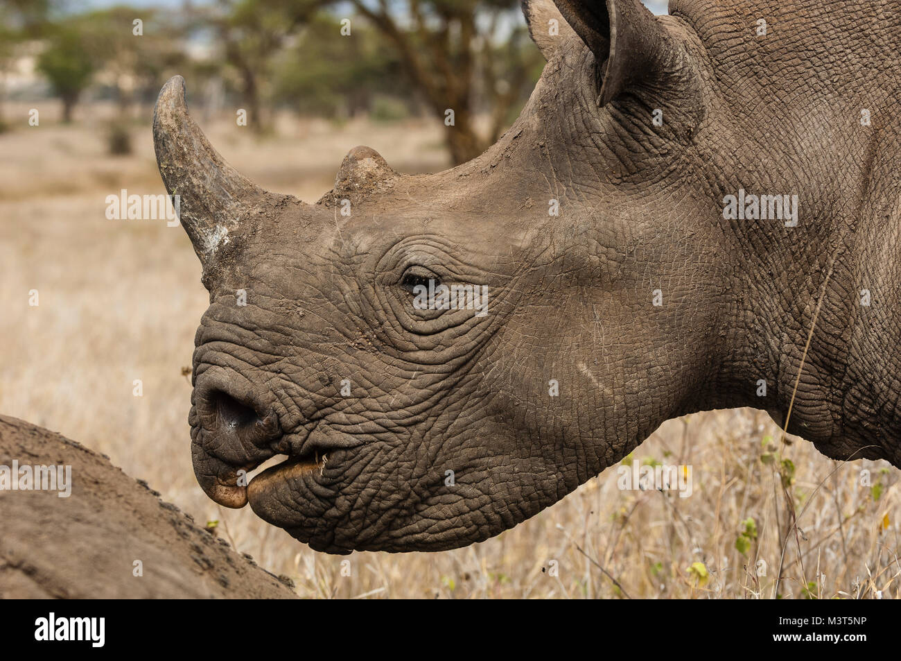 Le Rhinocéros noir (Diceros bicornis michaeli) sont les principales cibles de braconniers qui les chassent pour leurs cornes, très en demande dans l'Extrême-Orient pour utilisation dans tradit Banque D'Images