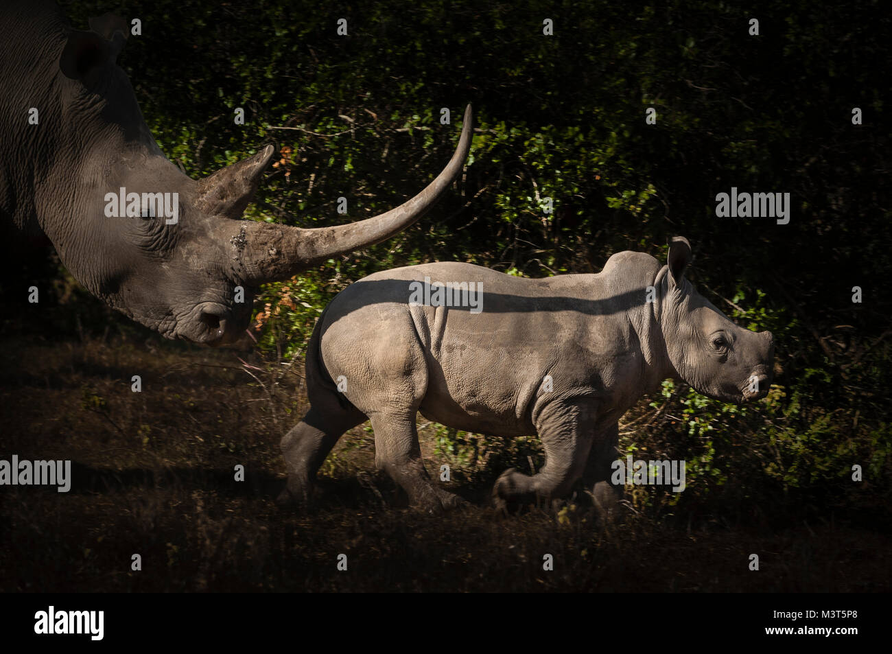 Le rhinocéros blanc (Ceratotherium simum simum) Rhinos sont les principales cibles de braconniers qui les chassent pour leurs cornes, très en demande dans l'Extrême-Orient pour l'utilisation dans Banque D'Images