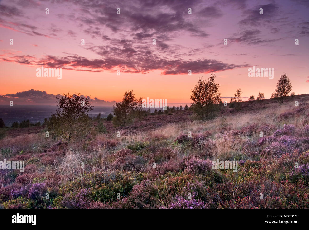 La lande de bruyère en été au coucher du soleil, Bosley Cloud ou Cloudside, près de Crewe, Cheshire, England, UK Banque D'Images
