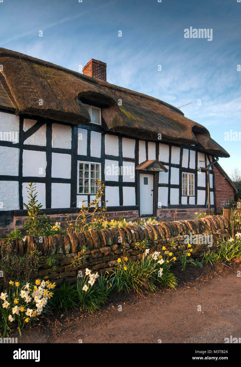 Bien House Cottage au printemps, Parade en Tarporley, Cheshire, England, UK Banque D'Images