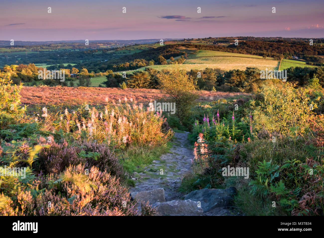 Heather l'été sur Bosley Bosley, nuage, près de Crewe, Cheshire, England, UK Banque D'Images
