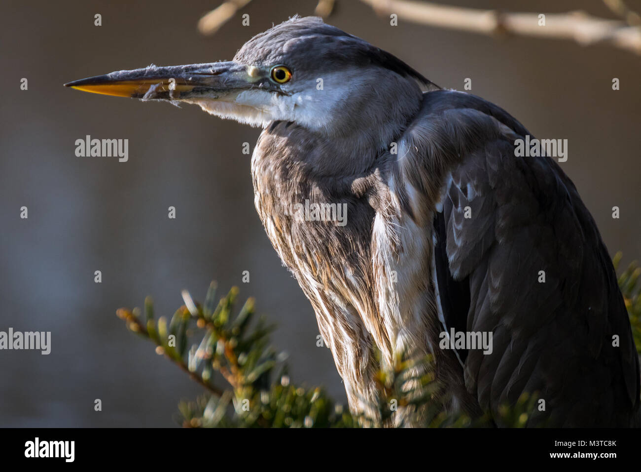 Portrait de grand héron Banque D'Images