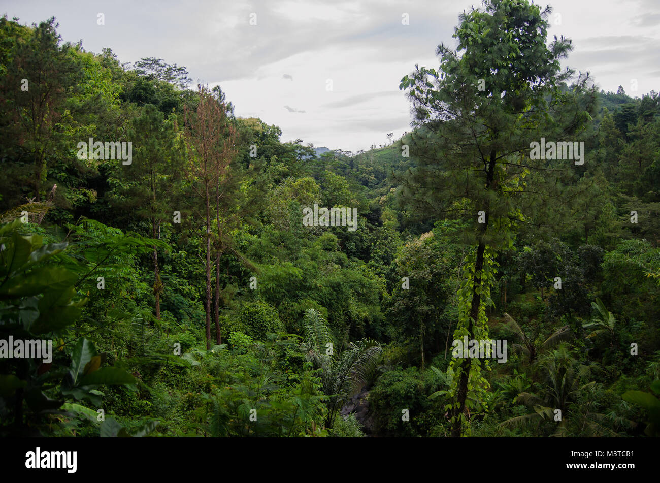 Dans les montagnes de la forêt Banque D'Images