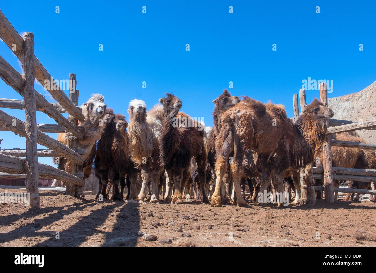 Un troupeau de chameaux de Mongolie au printemps pendant la mue Banque D'Images