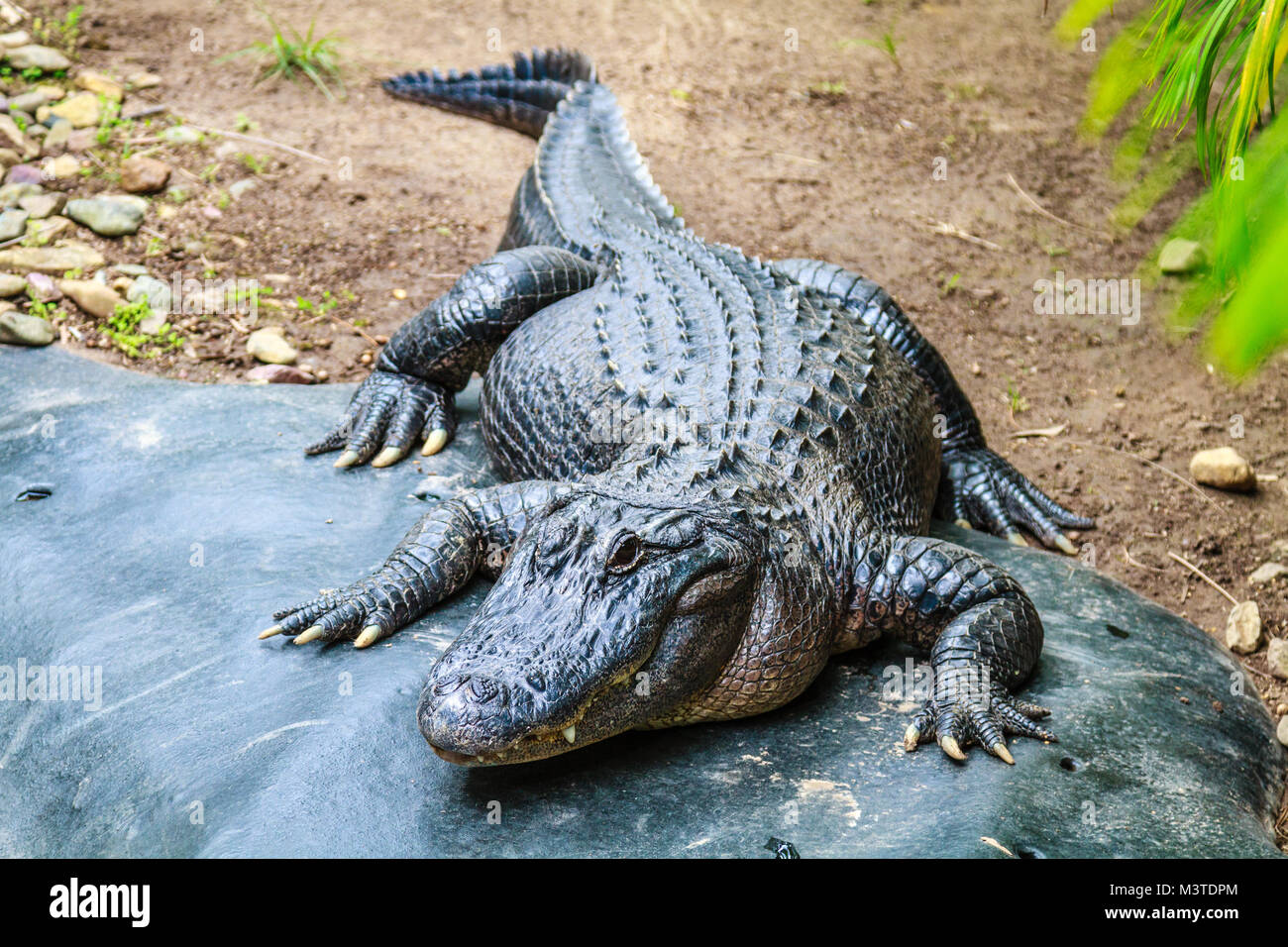 Alligator, pleine grandeur. Banque D'Images